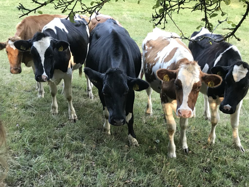 Fünf Kühe in Hardenberg auf der Weide