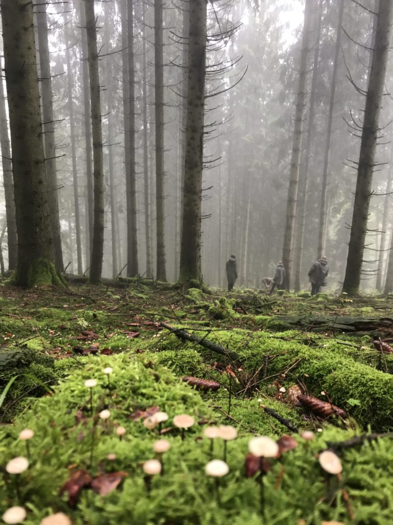 4 Menschen im nebeligen Hardenberger Nadelwald beim Pilzesuchen